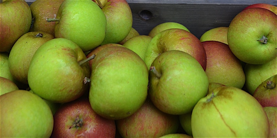 apples